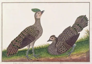 Malajiska påfågelfasaner, ur Teckningar av fåglar från Malacka, ca 1805-18